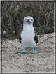 foto Flora e la fauna della Isole Galapagos